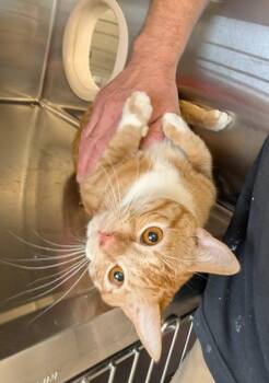 Domestic Short Hair Cats Available for Adoption in Havre, Montana - Gee | PetCurious