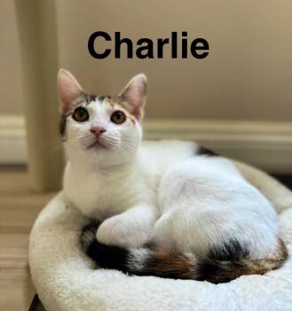 Charlie -  Calico Cat for Adoption in Mission Viejo, California - Charlie | PetCurious