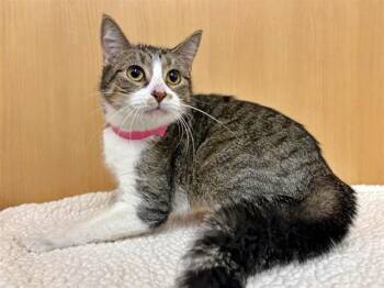 Domestic Short Hair Cats Available for Adoption in Brentwood, Missouri - XENA | PetCurious