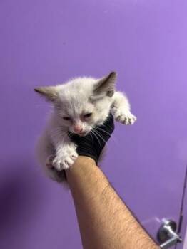 61388445 -  Domestic Short Hair Cat for Adoption in El Paso, Texas - 61388445 | PetCurious