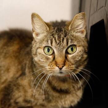 Domestic Short Hair Cats Available for Adoption in Clearwater, Florida - Sussie | PetCurious