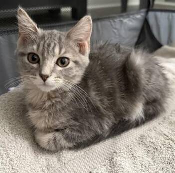 Ping Pong -  Domestic Short Hair Cat for Adoption in Fishers, Indiana - Ping Pong | PetCurious