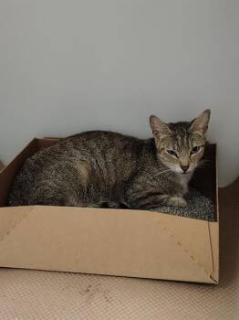 A138268 -  Domestic Short Hair Cat for Adoption in Palmetto, Florida - A138268 | PetCurious