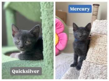 Mercury & Quicksilver -  Russian Blue Cat for Adoption in Liverpool, Texas - Mercury & Quicksilver | PetCurious