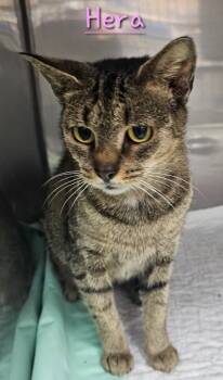 Rescue Domestic Short Hair Cats for Adoption in Jim Thorpe, Pennsylvania - Hera | PetCurious