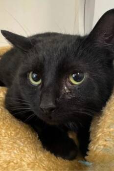Rescue Domestic Short Hair Cats for Adoption in Erin, Ontario - Twizzler | PetCurious