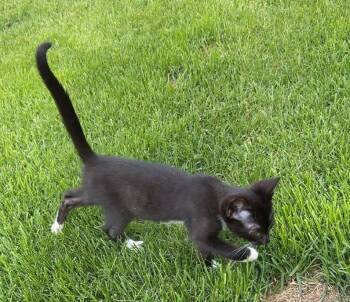 Nod -  Domestic Short Hair Cat for Adoption in Palmer, Alaska - Nod | PetCurious