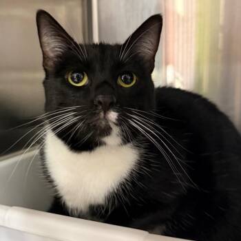 Tatiana -  Domestic Short Hair Cat for Adoption in Spokane, Washington - Tatiana | PetCurious