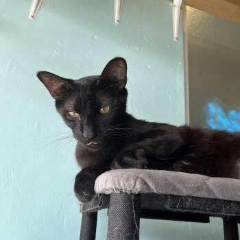 Rescue Domestic Short Hair Cats for Adoption in Aiea, Hawaii - Kage | PetCurious