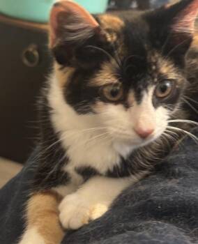Pop Rocks -  Domestic Short Hair Cat for Adoption in Greensboro, North Carolina - Pop Rocks | PetCurious