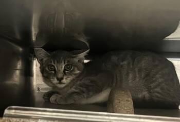 9TH 1 -  Domestic Short Hair Cat for Adoption in Rancho Cucamonga, California - 9TH 1 | PetCurious
