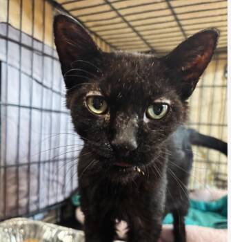 Rescue Domestic Short Hair Cats for Adoption in Chicago, Illinois - Max | PetCurious