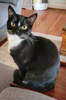 Domestic Short Hair Cats Available for Adoption in King William, Virginia - Jewel | PetCurious