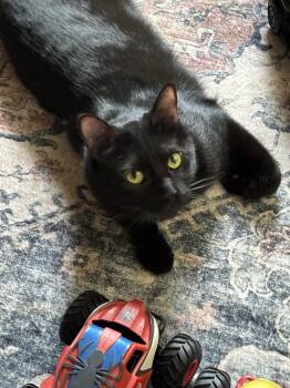 American Shorthair Cats Available for Adoption in Arlington, Texas - Jasper | PetCurious