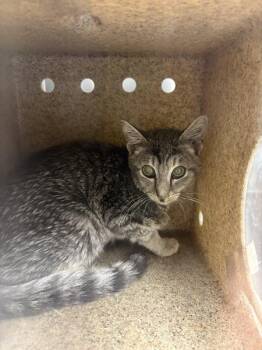 Sf4 Cornelius -  Domestic Short Hair Cat for Adoption in Lawrenceville, Georgia - Sf4 Cornelius | PetCurious