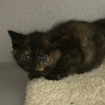 Maggie Moo -  Domestic Short Hair Cat for Adoption in Priest River, Idaho - Maggie Moo | PetCurious