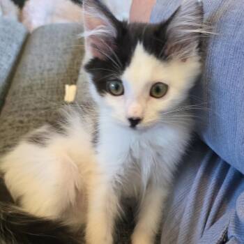 Clara Bow -  Domestic Long Hair Cat for Adoption in Spokane, Washington - Clara Bow | PetCurious
