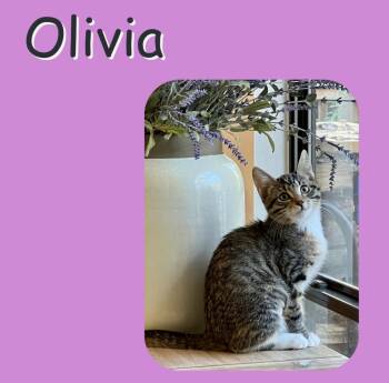 Domestic Short Hair Cats Available for Adoption - Olivia | PetCurious