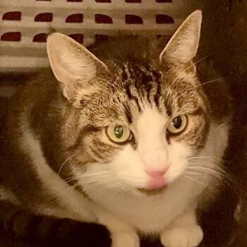 Rescue Domestic Short Hair Cats for Adoption in Fairport, New York - Butternut | PetCurious