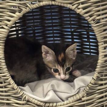 Goldie -  Domestic Short Hair Cat for Adoption in Los Angeles, California - Goldie | PetCurious