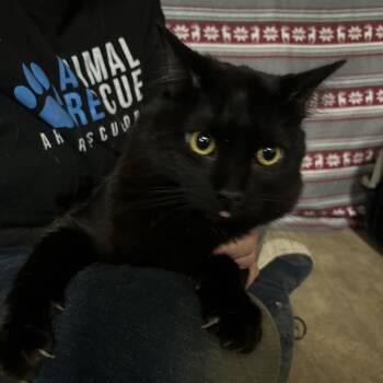 Wyoming -  Domestic Long Hair Cat for Adoption in Hemet, California - Wyoming | PetCurious