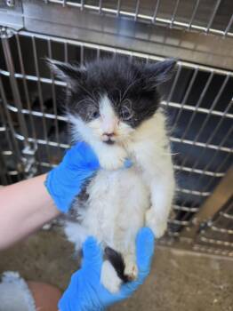 Anchovy -  Domestic Short Hair Cat for Adoption in Burnsville, North Carolina - Anchovy | PetCurious
