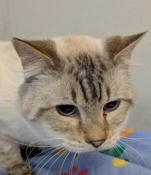 Siamese and Domestic Short Hair Cats Available for Adoption in Taylorsville, North Carolina - Paprika | PetCurious