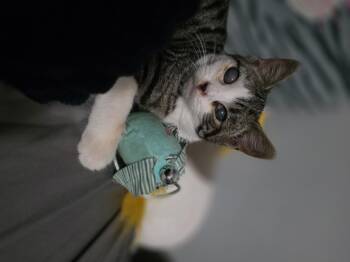 Rescue Domestic Short Hair and Tabby Cats for Adoption in Mastic, New York - Holly | PetCurious