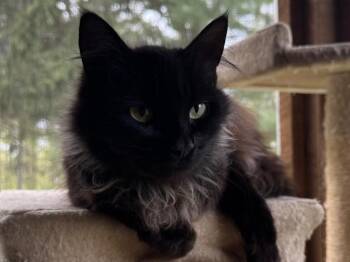 Domestic Medium Hair Cats Available for Adoption in Hagaman, New York - Ella | PetCurious