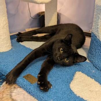 Caraxes -  Domestic Short Hair and Bombay Cat for Adoption in Beaverton, Oregon - Caraxes | PetCurious
