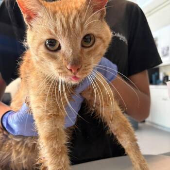 Drooley -  Domestic Short Hair Cat for Adoption in Huntington, West Virginia - Drooley | PetCurious