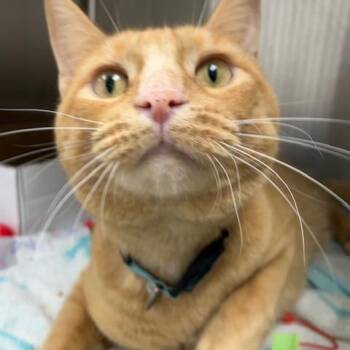 Valentine -  Domestic Short Hair Cat for Adoption in La Grange, Kentucky - Valentine | PetCurious