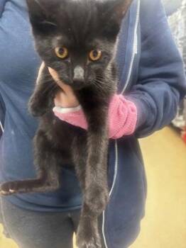 Kaye -  Domestic Short Hair Cat for Adoption in Chamblee, Georgia - Kaye | PetCurious