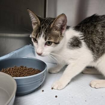 Rescue Domestic Short Hair Cats for Adoption in Fort Smith, Arkansas - Marsha (25-12289) | PetCurious