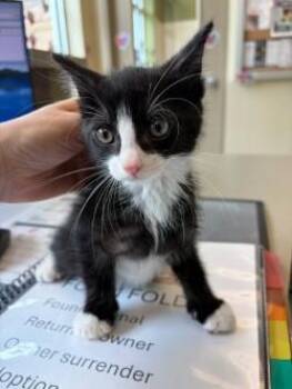 Domestic Long Hair Cats Available for Adoption in Murphy, Texas - Figaro  | PetCurious