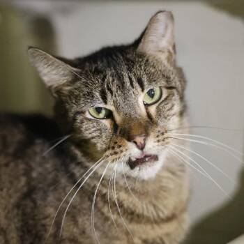 2-9 BUDDY -  Domestic Short Hair Cat for Adoption in San Antonio, Texas - 2-9 BUDDY | PetCurious