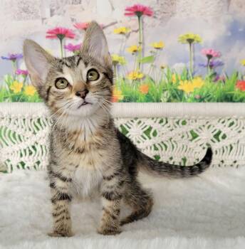 Ranjuru -  Tabby and Domestic Short Hair Cat for Adoption in Greensburg, Pennsylvania - Ranjuru | PetCurious