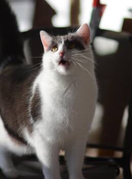 Rescue Domestic Short Hair Cats for Adoption in Mount Pleasant, Pennsylvania - Maggie | PetCurious