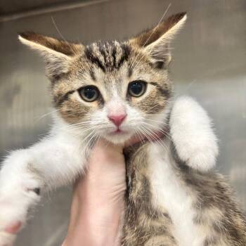 Poppy 40C26 -  Domestic Short Hair Cat Available for Adoption in Napoleon, Ohio - Poppy 40C26 | PetCurious