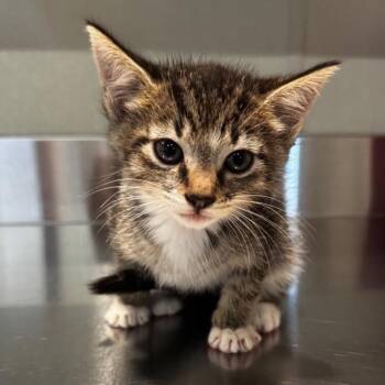 IVHS-Stray-139534 -  Domestic Short Hair Cat for Adoption in San Gabriel, California - IVHS-Stray-139534 | PetCurious