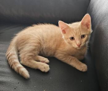 SUNDANCE -  Domestic Short Hair Cat for Adoption in Burbank, California - SUNDANCE | PetCurious