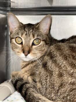 Rescue Domestic Short Hair Cats for Adoption in Morristown, New Jersey - Kimberly | PetCurious