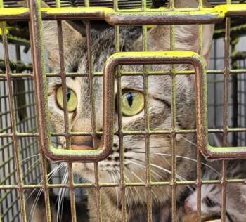 Domestic Short Hair Cats Available for Adoption in San Antonio, Texas - TINY | PetCurious