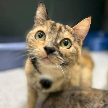 Domestic Short Hair Cats Available for Adoption in Bardstown, Kentucky - Sweetart | PetCurious