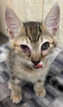 Eep -  Domestic Short Hair Cat for Adoption in Honolulu, Hawaii - Eep | PetCurious
