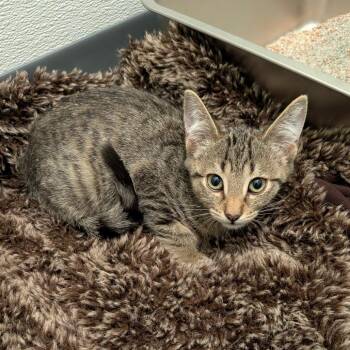 Soos -  Domestic Short Hair Cat for Adoption in Chico, California - Soos | PetCurious