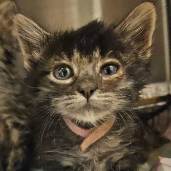 Nougat -  Domestic Long Hair Cat for Adoption in Bentonville, Arkansas - Nougat | PetCurious