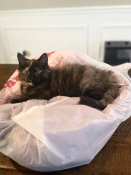 Calysta -  Domestic Long Hair Cat for Adoption in Plainfield, Illinois - Calysta | PetCurious