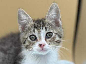 Oak -  Domestic Short Hair Cat for Adoption in Portland, Oregon - Oak | PetCurious