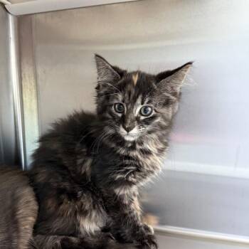 Enchilada -  Domestic Medium Hair Cat for Adoption in Bend, Oregon - Enchilada | PetCurious